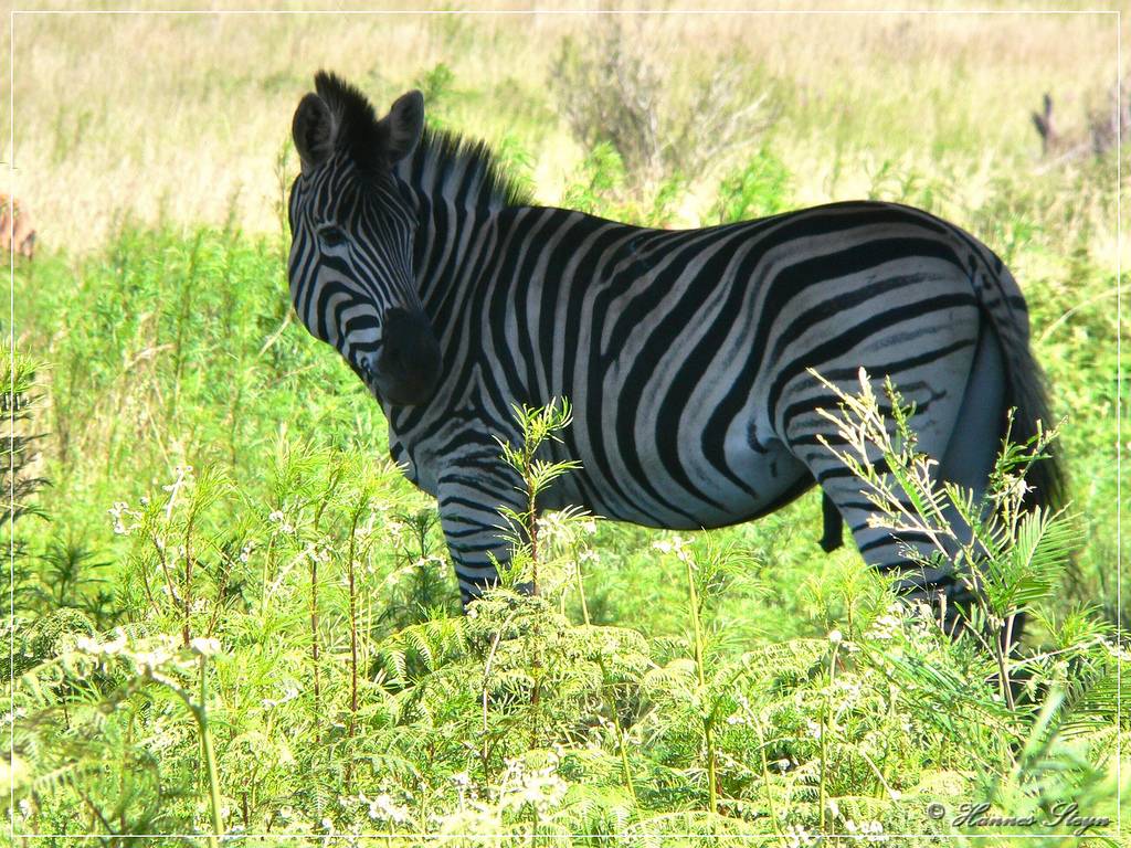 Hình ảnh Ngựa vằn trong Groenkloof Nature Reserve - Groenkloof Nature Reserve