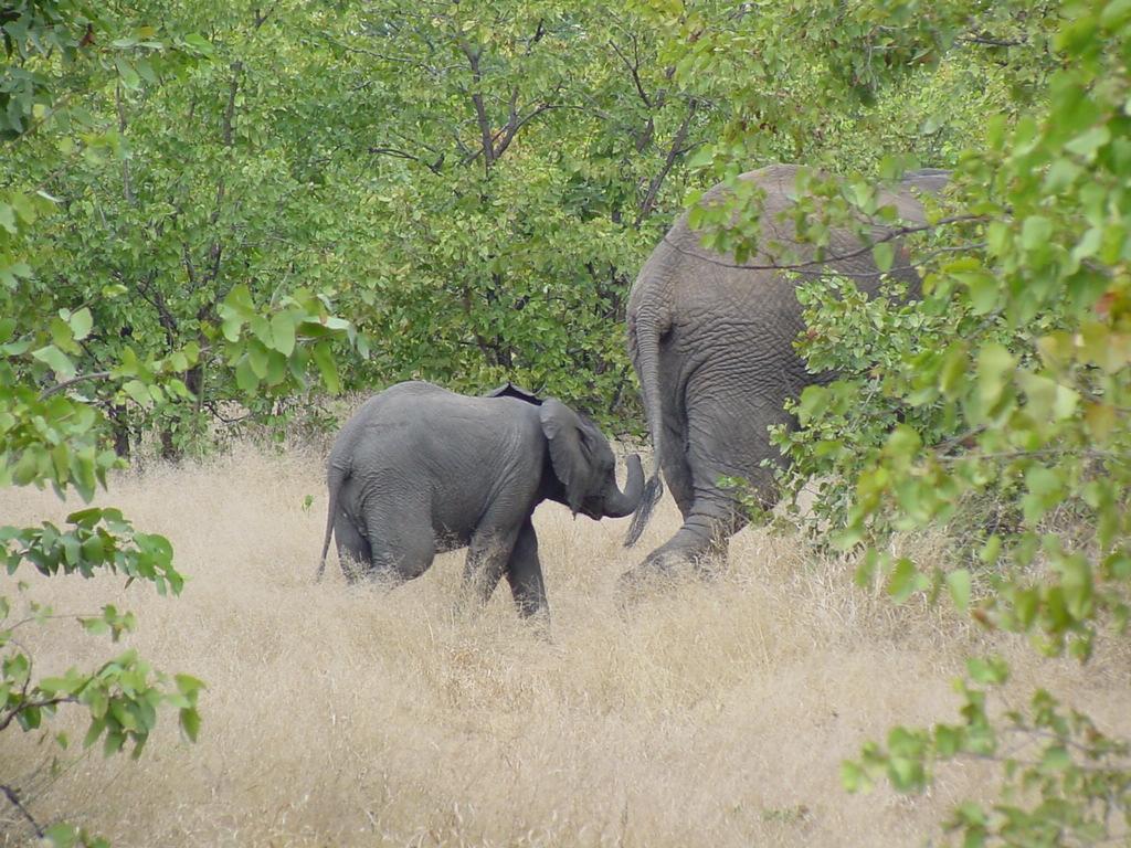 Hình ảnh Lòai voi trong Freedom Park - Freedom Park