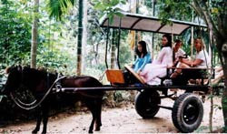 Hình bài viết Dạo làng quê bằng xe ngựa
