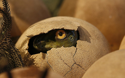 Hình bài viết Madagascar thu hút du khách bằng trứng khủng long