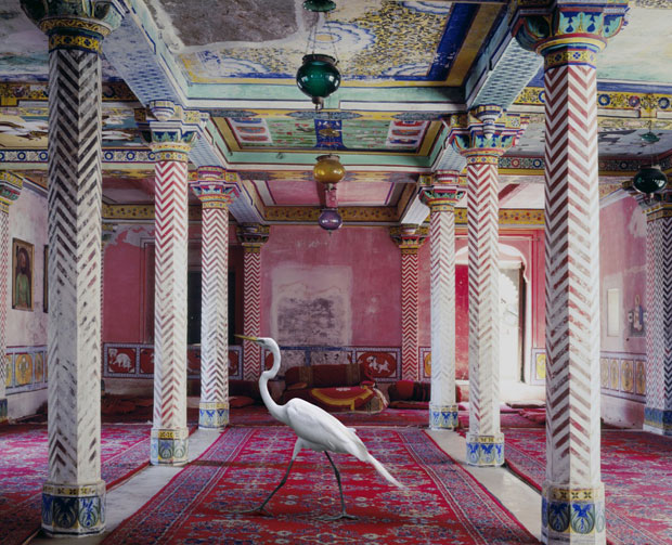 Hình bài viết Ngắm "động vật quý tộc" trong cung điện Ấn Độ