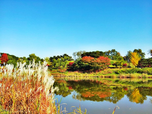 Hình bài viết Lãng mạn mùa thu Hàn Quốc