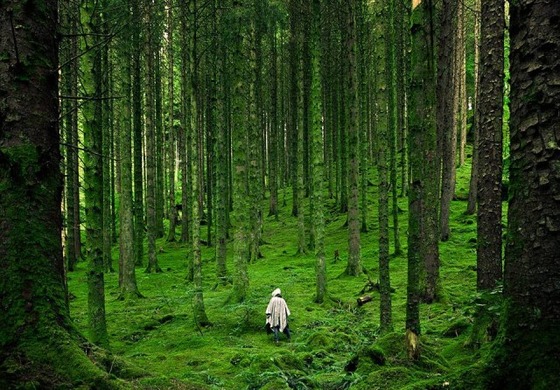 Hình bài viết Khu rừng bí hiểm nhất nước Anh