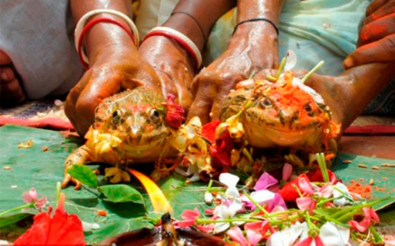 Hình bài viết Lễ cưới kỳ lạ cho ếch ở Ấn Độ