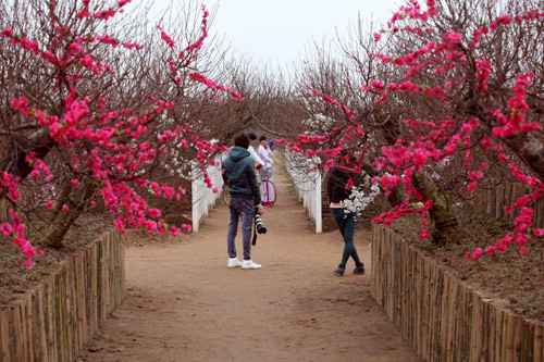 Hình bài viết Ngắm vườn đào Nhật Tâm vào xuân