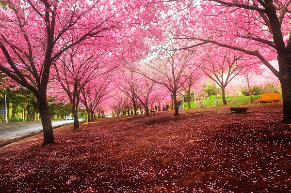 Hình bài viết Hoa anh đào nhuộm hồng sắc trời Tokyo