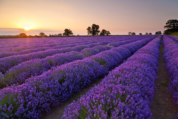 Hình bài viết Những cánh đồng hoa lavender đẹp nhất thế giới