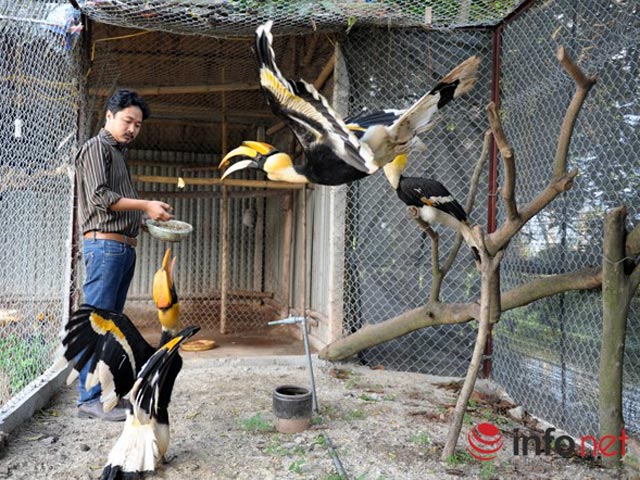 Hình bài viết Vườn chim quý hiếm ít người biết ở Hà thành