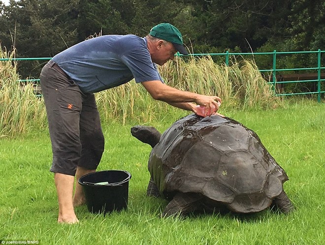 Hình bài viết Cụ rùa già nhất thế giới ở Anh