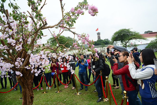 Hình bài viết Lễ hội hoa anh đào Hà Nội thiếu sức hút