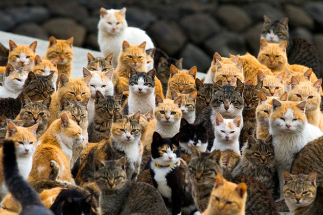 Hình bài viết Vương quốc Mèo ở Nhật