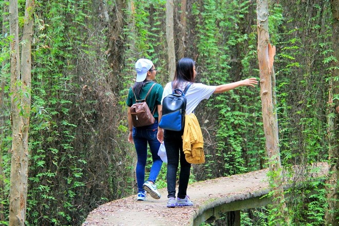 Hình bài viết Con đường xuyên rừng tràm đẹp nhất Việt Nam
