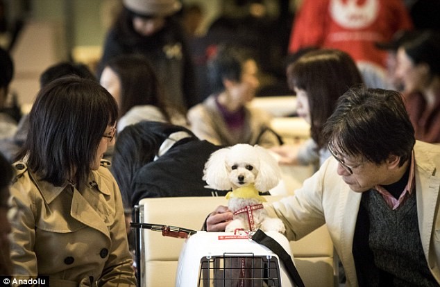 Hình bài viết Nhật Bản mở tour du lịch bằng máy bay cùng chó