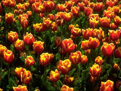 Hình bài viết Hội hoa xuân Floriade ở Canberra