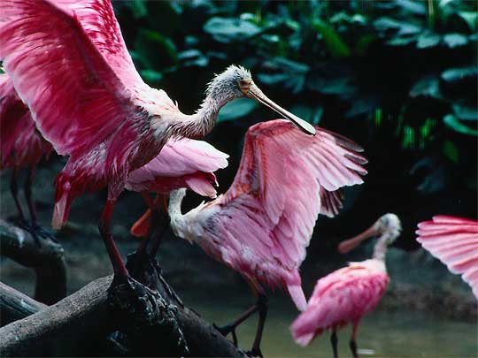 Hình ảnh Jurong bird Park 4 By Google.jpg - Vườn chim Jurong
