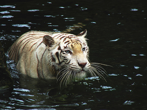 Hình ảnh Singapore Zoo By prajuvikas