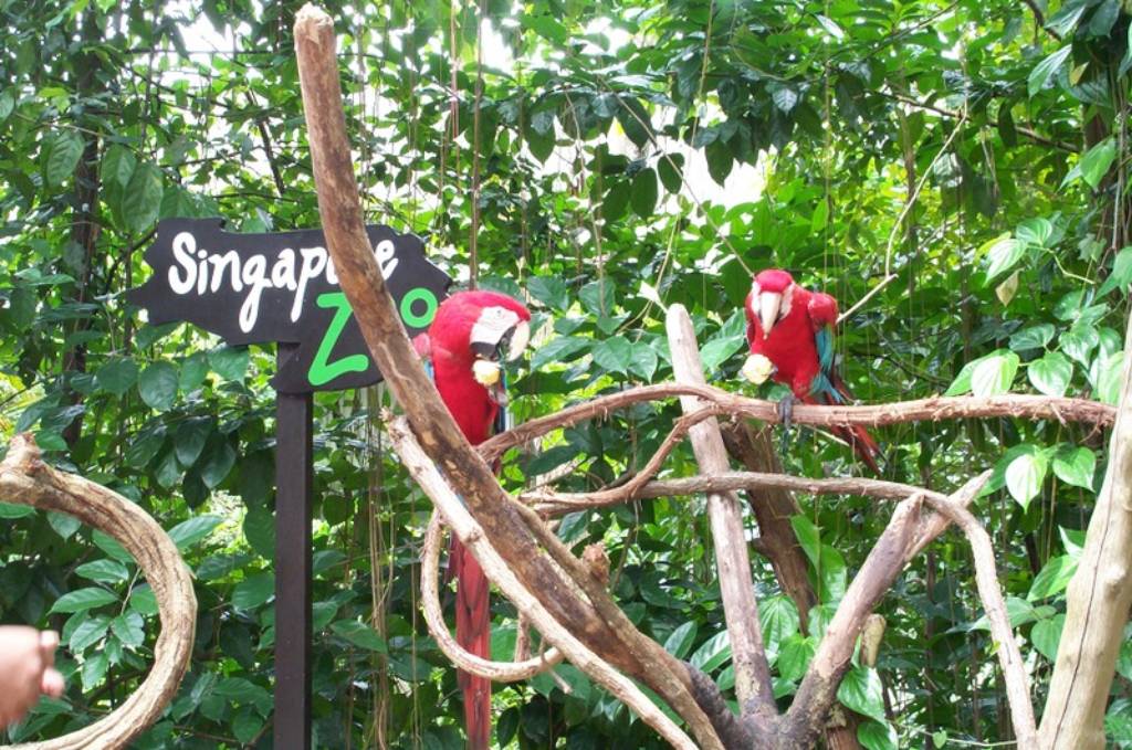 Hình ảnh Singapore Zoo By  timerrin.jpg - Sở thú Singapore