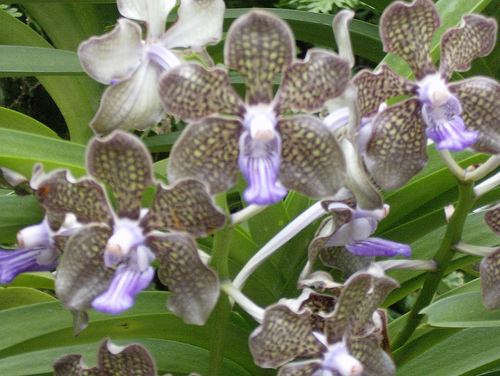 Hình ảnh National Orchid Garden 2By  sftrajan