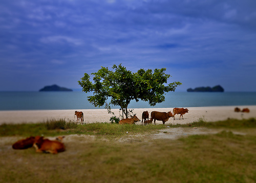 Hình ảnh langkawi cows.jpg - Langkawi
