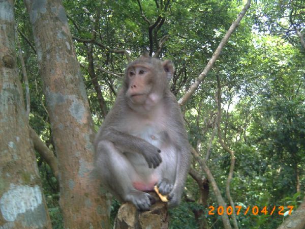 Hình ảnh Khỉ ở trằm Trà Lộc - Trằm Trà Lộc