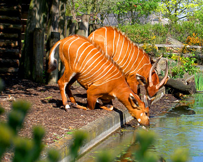 Hình ảnh Loài hươu hiếm được nuôi dưỡng tại vườn bách thú London - Vườn bách thú Luân Đôn