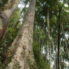 Hình ảnh Cây rừng Chư Mom Ray - Vườn quốc gia Chư Mom Ray