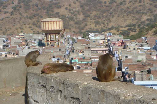 Hình ảnh Monkey Palace. Jaipur, India.01.JPG - Jaipur