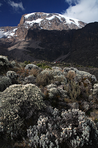 Hình ảnh 1730487558_5b9e6087db - Kilimanjaro