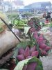 Hình ảnh Anh 3 - Chợ hoa đêm Quảng An
