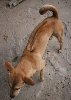 Hình ảnh Xoay tren lung cho PQ.jpg - Trại chó xoáy Phú Quốc