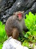 Hình ảnh 2.8.Monkey at monkey island - Đảo Cát Bà