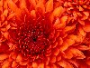 Hình ảnh Chrysanthemum - Đà Nẵng