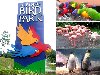 Hình ảnh Jurong bird Park 6 By Google.jpg - Vườn chim Jurong