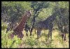 Hình ảnh Hươu cao cổ tại Nam Phi - Nam Phi
