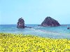 Hình ảnh Đồng hoa sát bờ biễn Jeju - Jeju