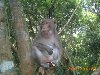 Hình ảnh Khỉ ở trằm Trà Lộc - Trằm Trà Lộc