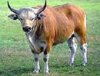 Hình ảnh Loài bò banteng nay đã thấy ở Chư Mom Ray - Vườn quốc gia Chư Mom Ray
