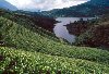 Hình ảnh 800px-Sri_Lanka_Teeplantage.jpg - Sri Lanka