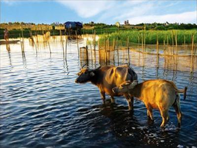 Hình ảnh dam chuon - Đầm Chuồn