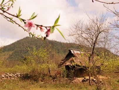 Hình bài viết Mộc Châu: Hoa cỏ mùa xuân