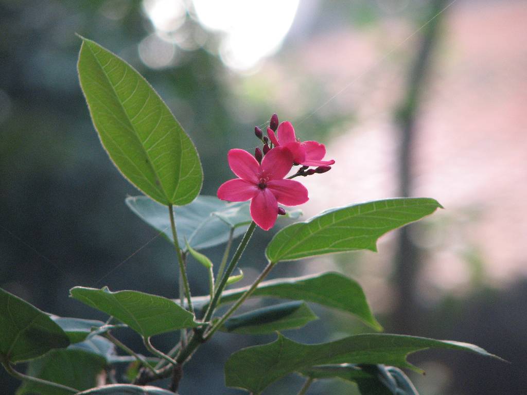 Hình ảnh Hoa - Suối nước khoáng Bình Châu