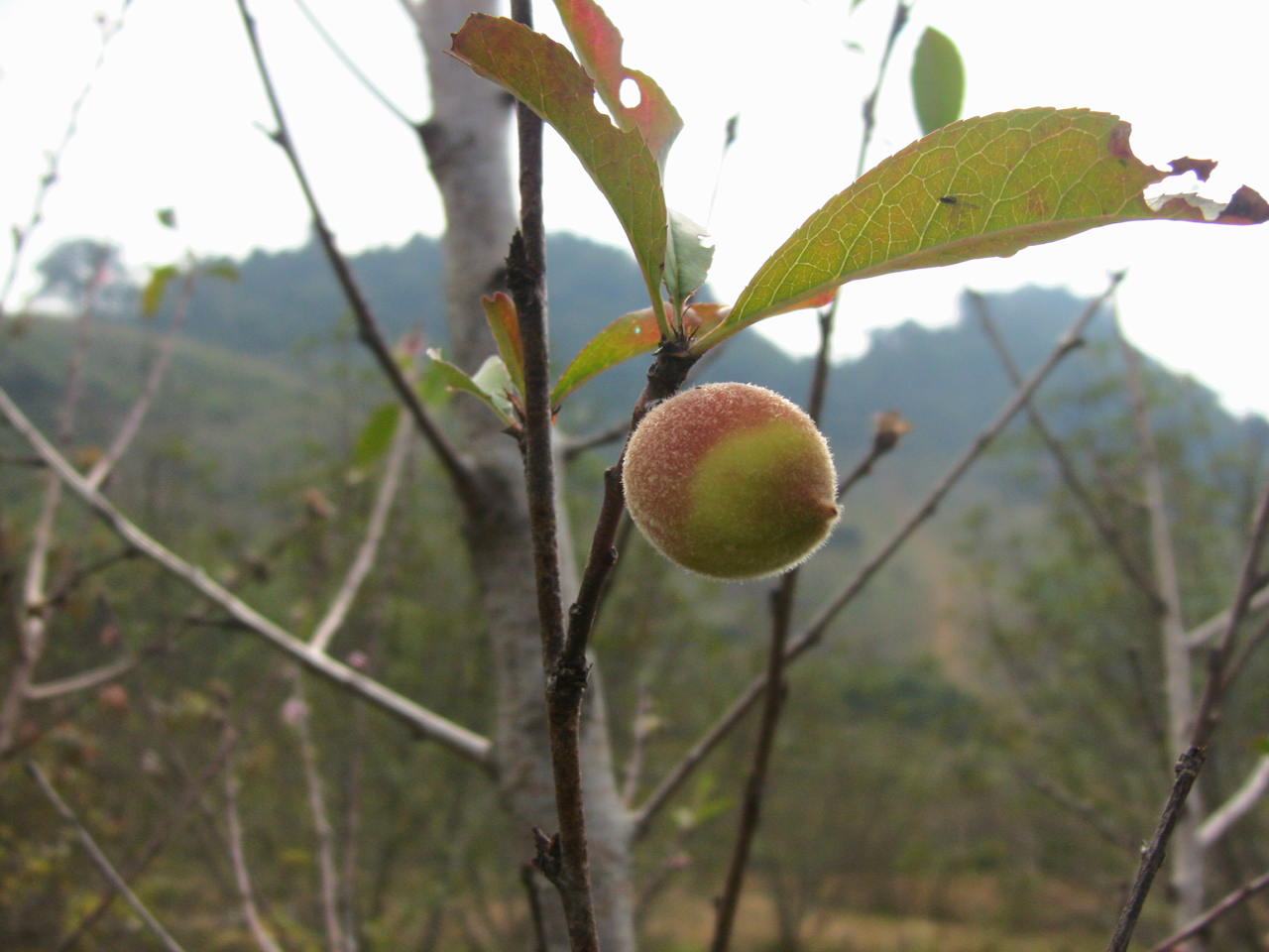 Hình ảnh IMG_4859 - Cao nguyên Mộc Châu