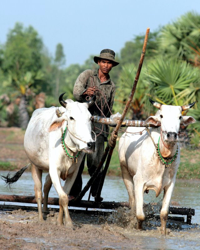 Hình ảnh Cay - Thế Giới