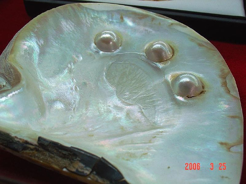Hình ảnh Ngoc trai Phu Quoc dang tho.jpg - Trại nuôi cấy ngọc trai