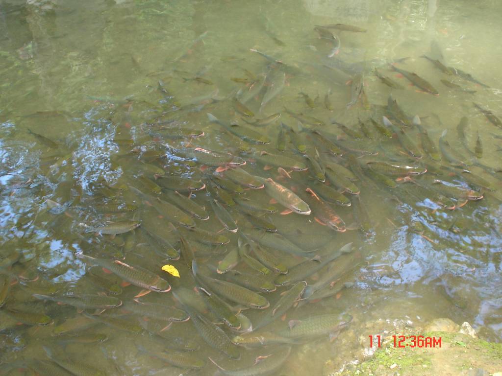 Hình ảnh Picture 020 - Thanh Hóa