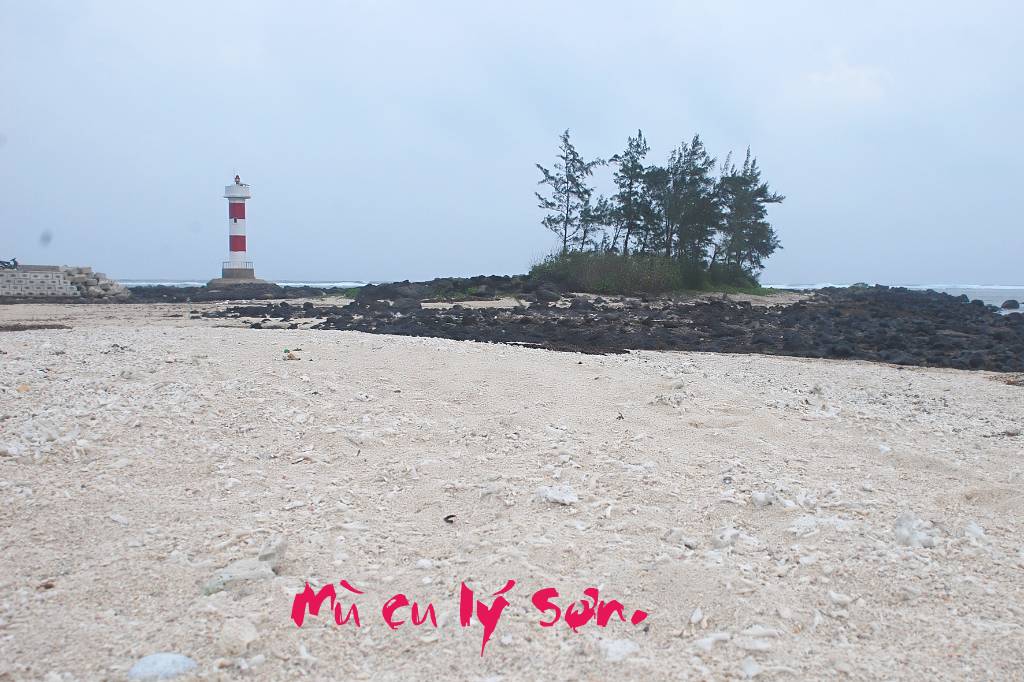 Hình ảnh mu cu ly son. - Lý Sơn
