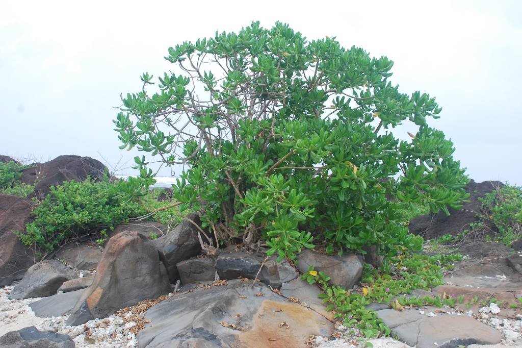 Hình ảnh loai cay chi song o vung bien. - Lý Sơn