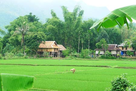 Hình ảnh a5 - Thung lũng Mai Châu