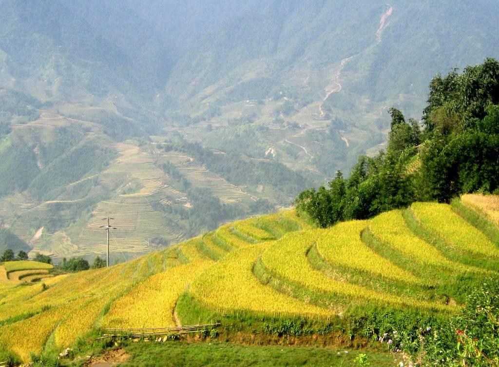 Hình ảnh paddle field in sapaViettours365.com - Việt Nam