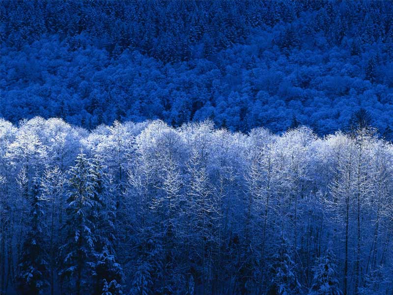 Hình ảnh Winter - Kinh thành Huế